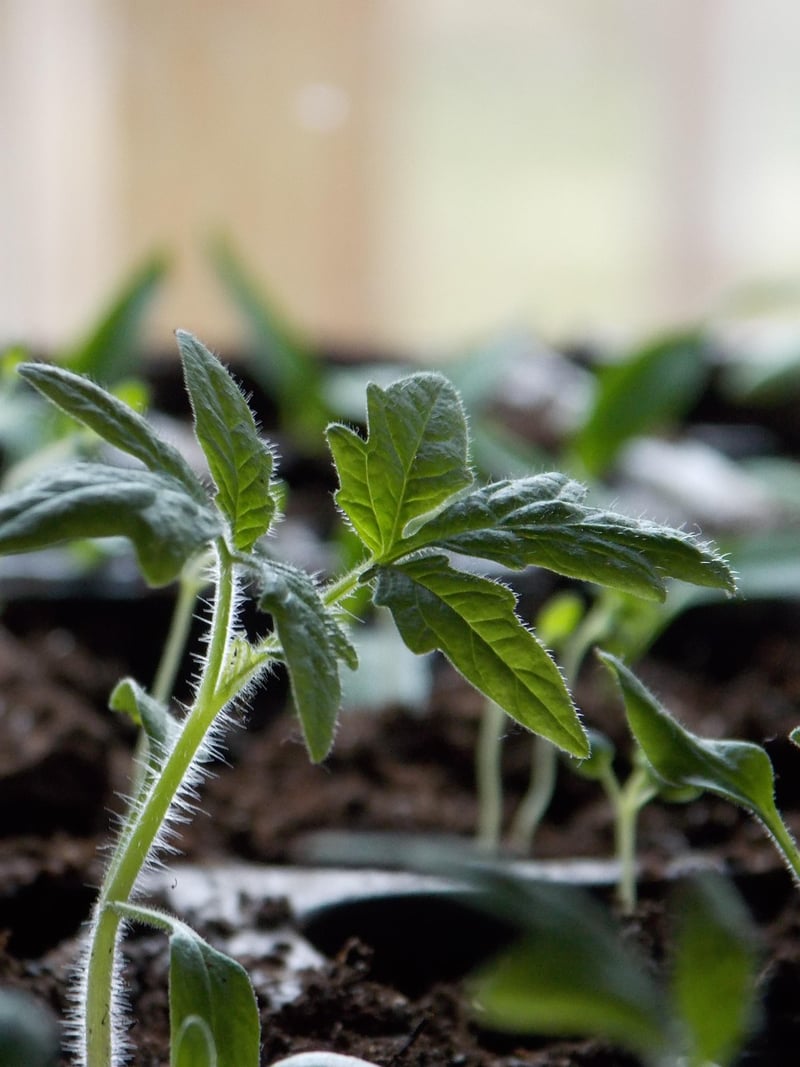 Seed Packets